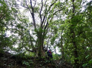 亜熱帯の森 亜熱帯林のトレッキング