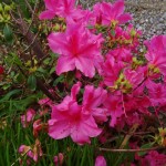 こんな咲き方実に気持ちイイ！