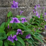 路地裏に春が来た！