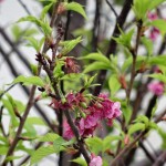 桜は終わり。また来年ですね。