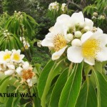 イジュ イジュの花。沖縄本島中北部で甘い香りを振りまいてます。