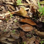 ryukyu-yamagame 知らずに思わず踏んづけてしまいそうな、落ち葉に似たリュウキュウヤマガメの幼体