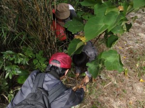 kuwagata tour 夏休み親子クワガタ採集体験ツアー