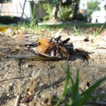 今夏最後の一匹だろうか？次世代へ命をつなげることができただろうか？