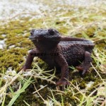 年々数が減っていると考えられるイボイモリ