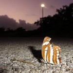 リュウキュウミスジ 夕方、リュウキュウミスジ休息中。翅がかなり傷んでいる。昼間、鳥に襲われたようだ。