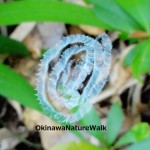 宙に浮く渦状の隠れ帯が芸術的っ！