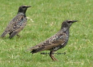 浦添市牧港の海岸端の小さな公園に現れたホシムクドリのペア