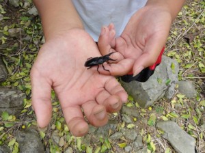 沖縄のクワガタムシ採集 沖縄のクワガタムシ採集