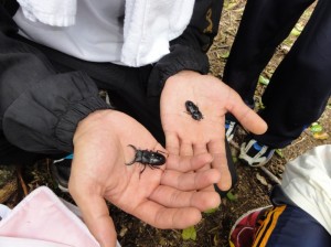 オキナワヒラタクワガタ オキナワヒラタが採れました。