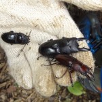 オキナワヒラタとオキナワノコギリがぞくぞく出てきました。