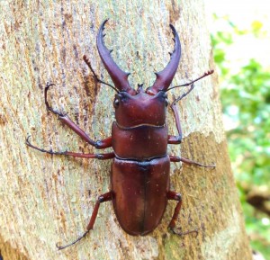 okinawa-nokogiri-kuwagata オリジナル・リクエスト・ネイチャーウォーク・ツアー