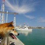 夏到来を思わせるような暑さの中、朝の散歩。涼しげな海辺だけど、関係なかった。