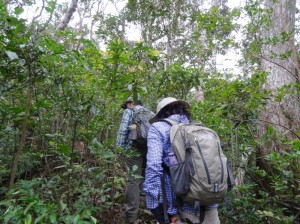 yambaru tour やんばるの森が“3時間で分かる”やんばるの森遊歩ツアー