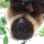 ひょうきんな顔をしている。英語でFlying Foxとか、Fruit Batとも呼ばれる。