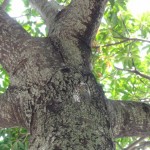 クマゼミが一匹（中央）。寂しいかな、ホルトノキを貸し切り状態。