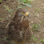 サシバってこんな顔。