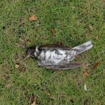 海を渡ってきた疲れからか落下し冷たい雨の中で横たわるシロハラ