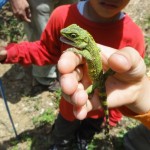 オキナワキノボリトカゲの顔はまるで恐竜のようです。