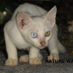 久高島の左右の目の色が異なる白猫。