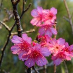 2014年の一番桜。沖縄はもう春の気配。