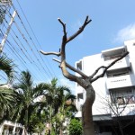 葉の付いていた枝は切り取られ丸坊主にさせられたホウオウボク