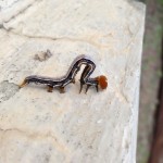 よーく見ると、ボディのカラーリングが綺麗なんだけどね！