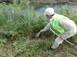 キアシナガバチの巣に殺虫剤をかける市の職員