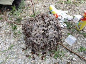 ほとんど秒殺されたキアシナガバチ