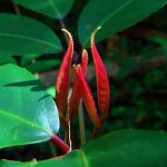 やんばるの新緑の中、ひときわ目立つ萌える（燃える）炎のようなショウベンノキ、別称：トキワミツバウツギ、の新芽