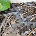 むしり取られた羽。シロハラは地面に降りてエサを探すのでネコに狙われやすい