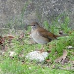 ピュロロロと鳴きながら飛び立つ姿が増えてきたシロハラ