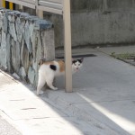 近所をパトロールするネコ