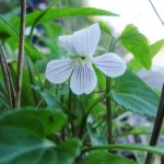 自動車が頻繁に通る道路脇で見られたリュウキュウシロスミレ。飛ばす車もあるので、観察も結構命がけ。