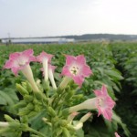 畑一面に咲き誇ることはない葉タバコの花