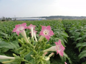 畑一面に咲き誇ることはない葉タバコの花