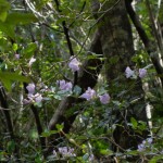 本家の派手なサクラよりも山奥でひっそりと咲くこちらのほうがすごく魅力的だ