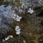 ほとんど人が訪れることのない渓流ではサクラツツジの花が漂っていた