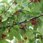 kanhi-zakura 美味しそうなサクランボ。残念~っ、まずくて食べられません。