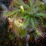 コモウセンゴケの触手のようなものに巻き込まれ消化される種不明の虫