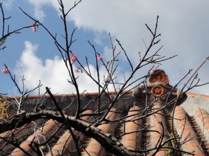 ツアーで訪れた久高島で初春を見た！