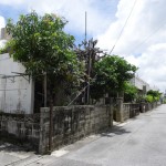 マンゴー ご近所のマンゴーの木。手前の木がそれ。