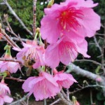 あっちでポッ、こっちでポッと咲き始めた。