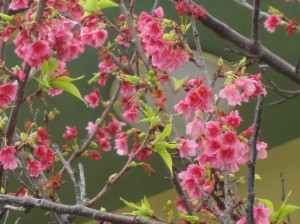 okinawa no sakura 今年のサクラは長持ち。