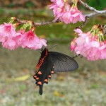 カンヒサクラの蜜の香りに誘われてジャコウアゲハが舞う。このチョウは羽化したばかりの新成虫だね！