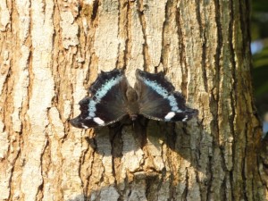 早くもルリタテハが現れました。季節は春へと移行しています。