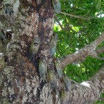 このホルトノキ、７月のクマゼミ最盛期はこんなにも密集状態だった！