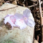 人気のない森の奥で見つけたサクラツツジは人の心を和ませる。