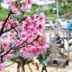 桜と子どもたちの無邪気な声が春を呼んでいる。