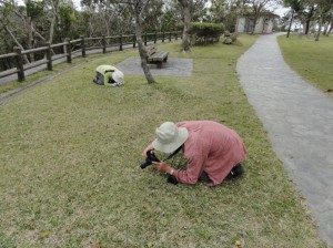 endemic plant of okinawa 珍しい沖縄固有植物を観察(沖縄野生生物探索&観察ツアー:沖縄自然ツーリスト)